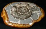 Russian Ammonite (Speetoniceras) - Decorative Agate Base #15592-2